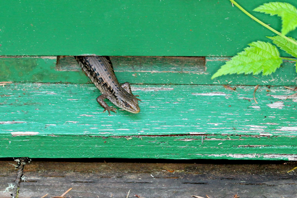 Lizard in a bait hive. Close up.