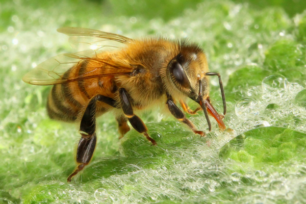 Lamb's ear provides a water source for bees