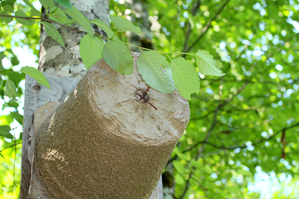 Swarm trap in a tree.