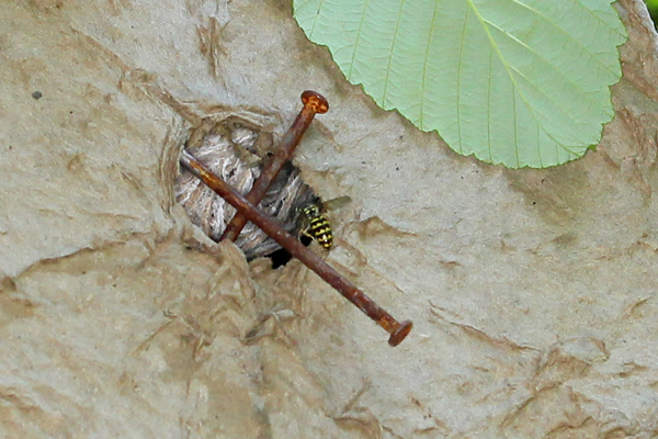 Yellowjacket nest visible inside swarm trap