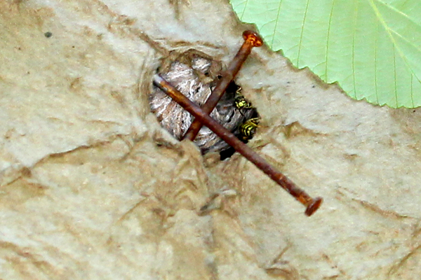 Wasps at the entrance to the swarm trap.
