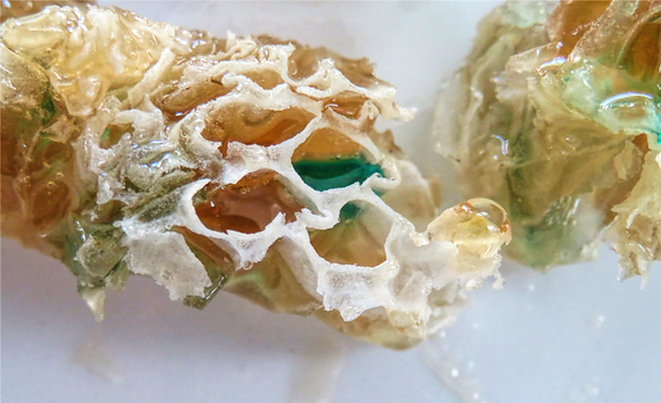 A wax cell full of blue-green honey.