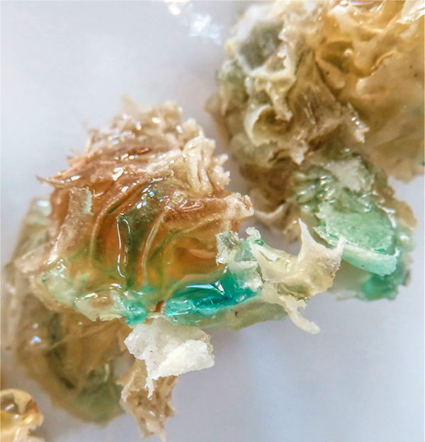 Honey comb containing glowing green honey.