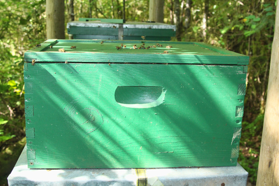 Stupid things a beekeeper can do: put off what needs to be done today.