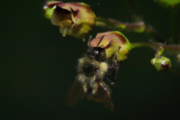 Bumble bee on figwort flower.