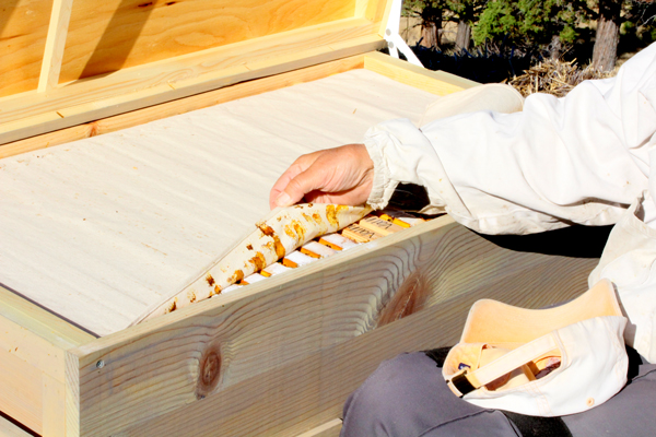 Propolized canvas cover.