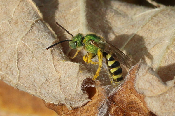 Agapostemon on a dried common burdock leaf.