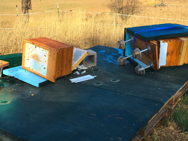 An unexpected wind topples bee hives.