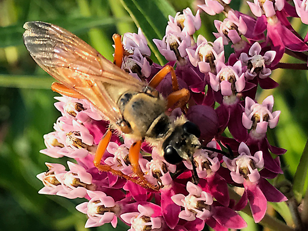 Great golden digger wasp 2