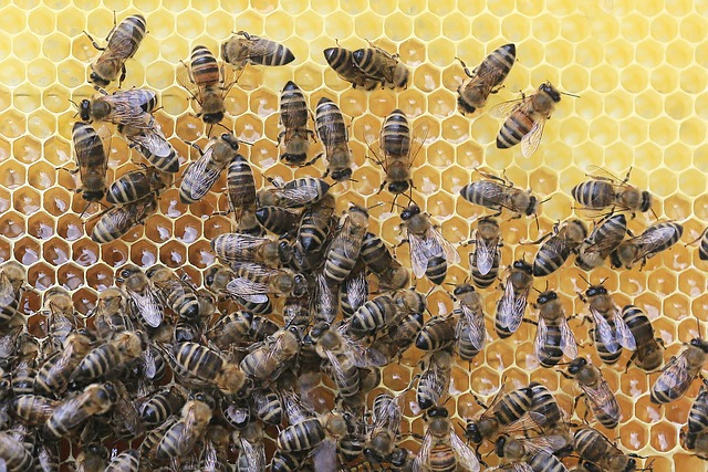 Why does it depend? Because there are so many variables in beekeeping.