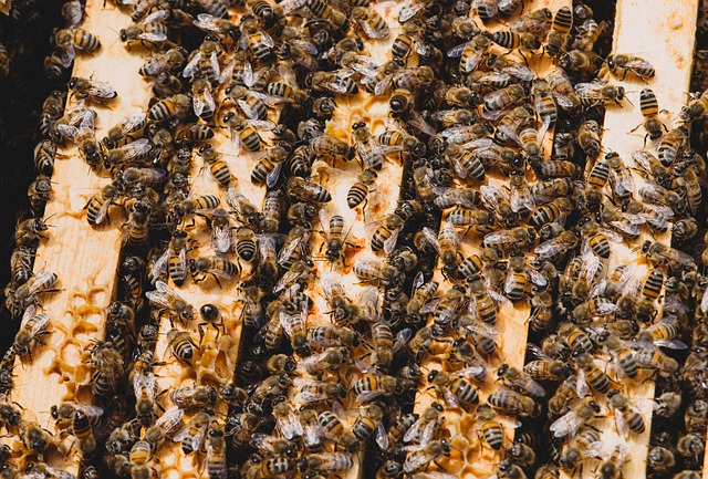 Many honey bees on the top bars of a Langstroth hive.
