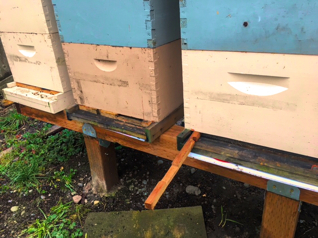 The entrance reducer of a hive has been pulled free so the rats can reach into the hive.