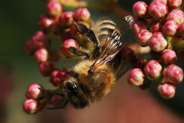 An early February honey bee looking for an open flower. She really doesn't care when you remove quilt boxes or reverse brood boxes.