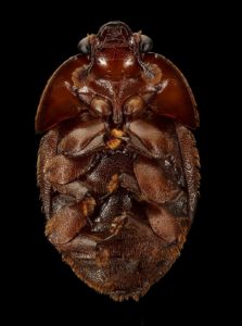 Underside of adult small hive beetle by USGS Bee Inventory and Monitoring Lab from Beltsville, Maryland, USA [Public domain], via Wikimedia Commons. Courtesy of Sam Droege.