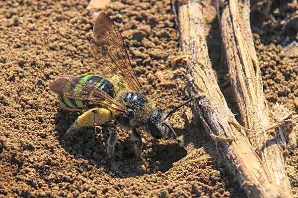 Often, the "knees" of ground-dwelling bees are bare, even though pollen is all around, as shown on this alkali bee, <em>Nomia melanderi.</em> &copy; Rusty Burlew. 