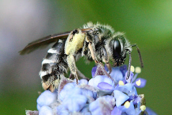 This Andrena, another ground-dwelling species, also has a bare knee. 