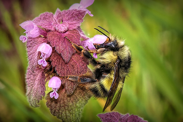 This bumble looked so pretty on the red dead nettle, a perfect bee on a perfect flower at Scatter Creek.
