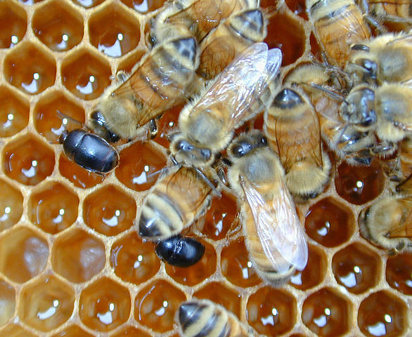 Small hive beetles in a hive with honey bees. CSIRO [CC BY 3.0 (https://creativecommons.org/licenses/by/3.0)], via Wikimedia Commons.
