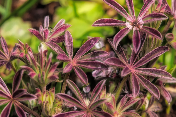 I love the mauve leaves with dew drops reflecting the sun. © Rusty Burlew.