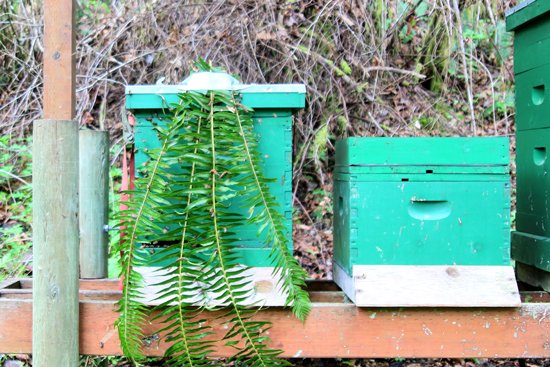 Before you move a hive, decide what you will do if it doesn't work. A hive with ferns in front of it.
