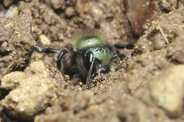 This Osmia mason bee is facing up on the vertical wall of the footprint. I love looking at all the different colors of mud the bees find. © Rusty Burlew.