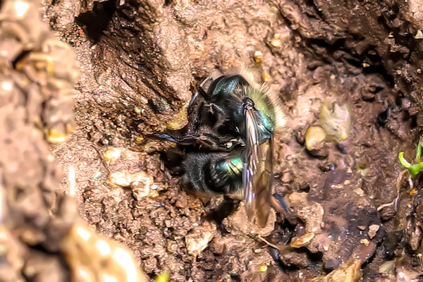 Opportunity: an Osmia mason bee inside my dog's footprint.