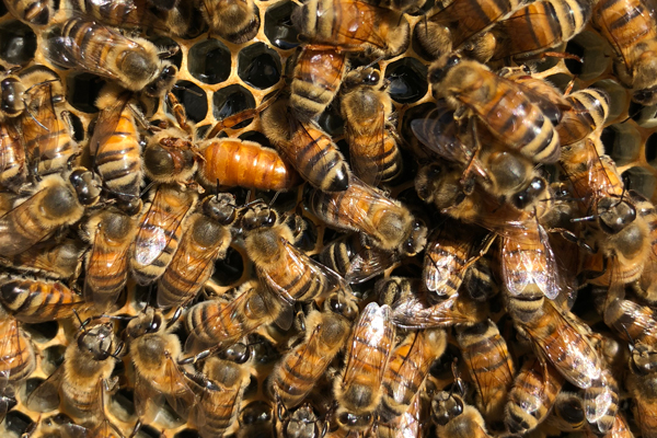 This virgin queen bee has severely deformed wings. 
