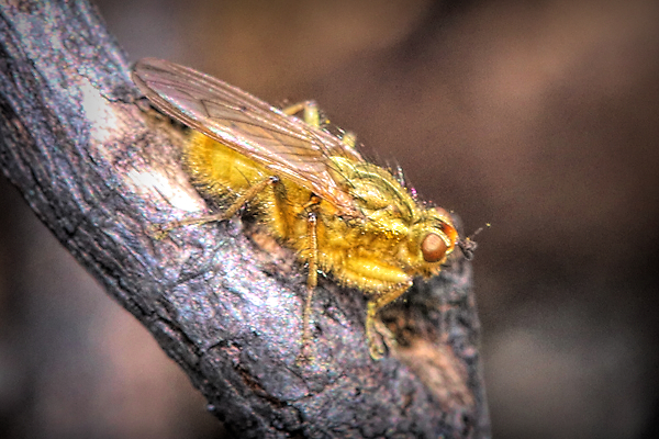 Although I know nothing about this fly, I had to admire the yellow. So bright! 