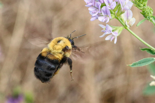 <em>Bombus griseocollis</em> in flight.