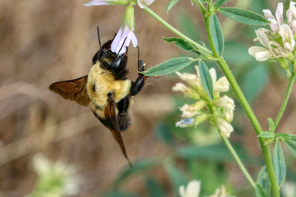 Monitor bumble bees. <em>Bombus griseocollis</em> taking a quick sip of nectar.