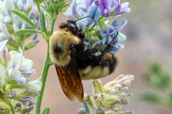 Bombus nevadensis