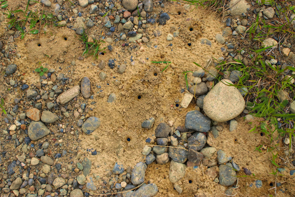 This aggregation of tiny holes is right in the middle of a gravelly logging road, in a sunny flat spot.