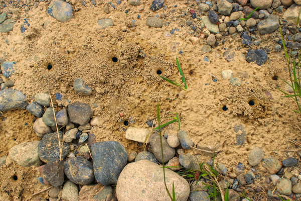 A hard rain the night before flattened the tumuli (the mounds of dirt around the holes) but the bees began rebuilding as soon as the sun came up.