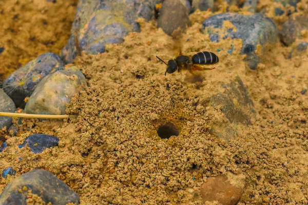 The bees often cruise around just above the ground, looking for the right hole. Sometimes they go into the wrong one, only to pop out a moment later. Oops. Sorry.