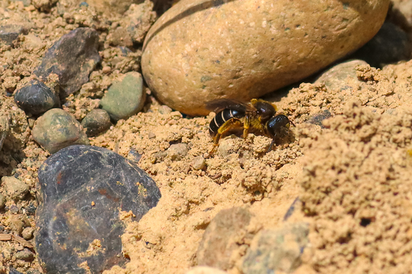 Sometimes the bees walk around, seeming to be looking for something. Perhaps she's deciding on a new place to build.