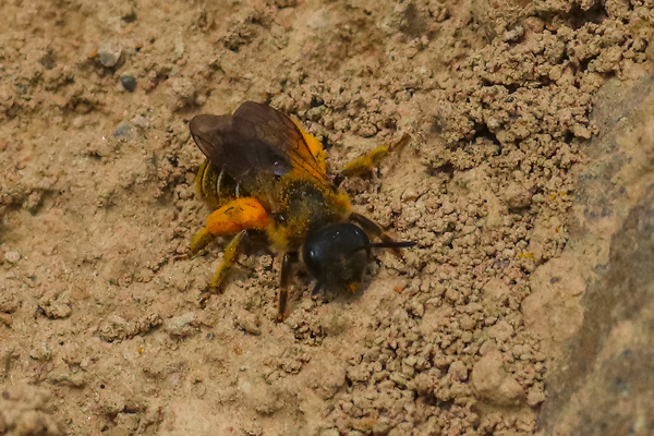 She looks like she belongs to the genus <em>Halictus</em>, a small sweat bee.
