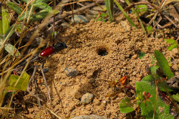This <em>Sphecodes</em> cuckoo bee is a parasite on sweat bees. The cuckoo cruises around until she finds a nest where she can lay her egg on a pre-made pollen ball while the true owner is out foraging. 