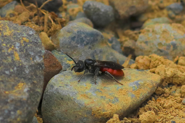The <em>Sphecodes</em> can often be seen sitting on the sidelines, waiting for an opportunity.