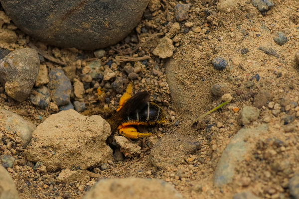 This bee had to reopen the hole when she got back from foraging. For some reason, the entrance had caved in.