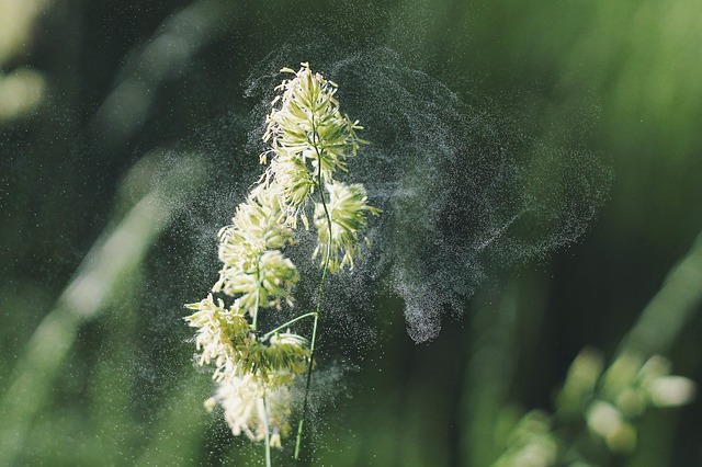 Of all types of pollination, wind is the most common. 