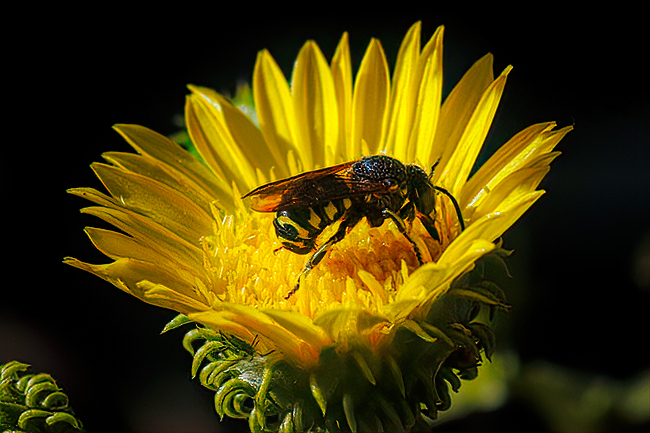 I would love to know if this particular bee has a stone hut. Since she is living in a desert environment, there is a good chance of it.