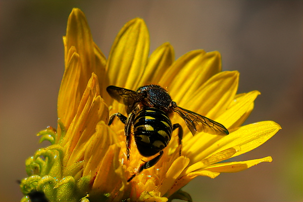 A view from the rear showing markings that look very similar to Anthidium bees.