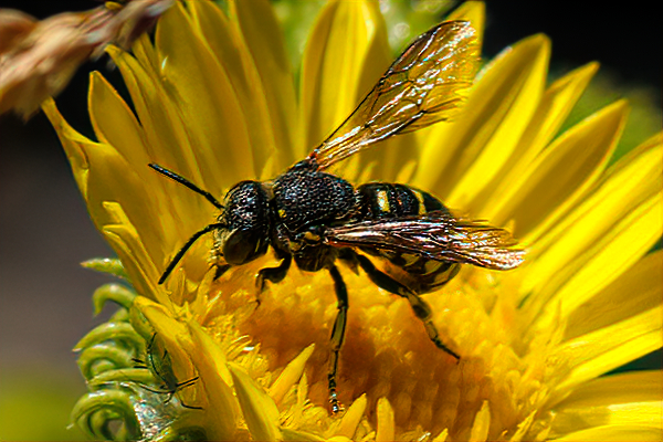 Dianthidium bees have a wasp-like appearance, due to the strong yellow and black markings.