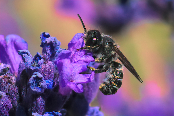 A Megachile angelarum forages on lavender in central Oregon. 