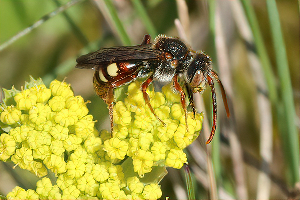 Although they don't collect pollen, cuckoo bees drink nectar from a wide variety of plants. This one is sipping from a Lomtium in mid-April.