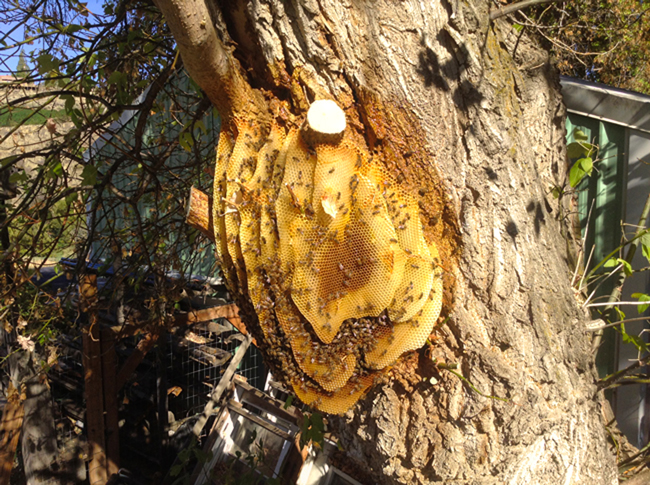 <strong>Propolis Surround: </strong>This open-air colony was discovered in Maupin, Oregon. The ring of propolis deposited on the bark around the nest provides a barrier to disease organ­isms. Photo © Naomi Price.