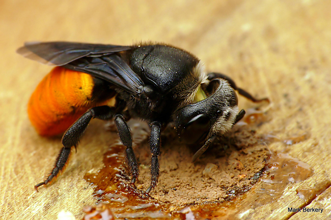 <strong>Resin Bee: </strong>A striking Australian resin bee is adding the finishing touches to her nest entrance. First she seals the nest with plant resins for waterproofing, then she adds a layer of mud.<sup>5 </sup>Photo © Mark Berkery.