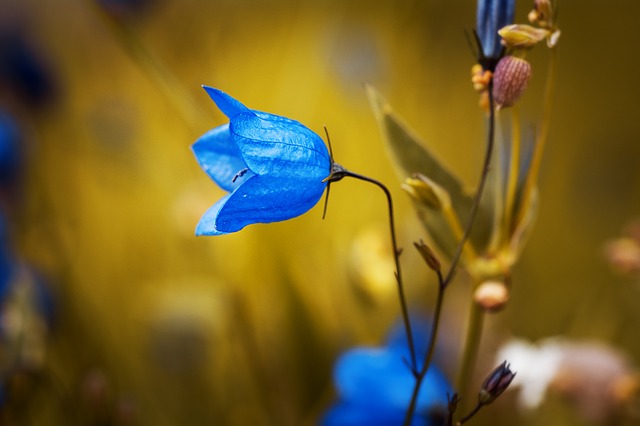 Seed catalogs: bell-shaped flowers attract a wide variety of bees.