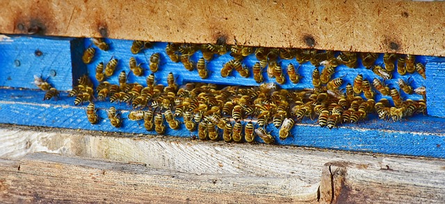 Pollinator summit: honey bees on a landing board.
