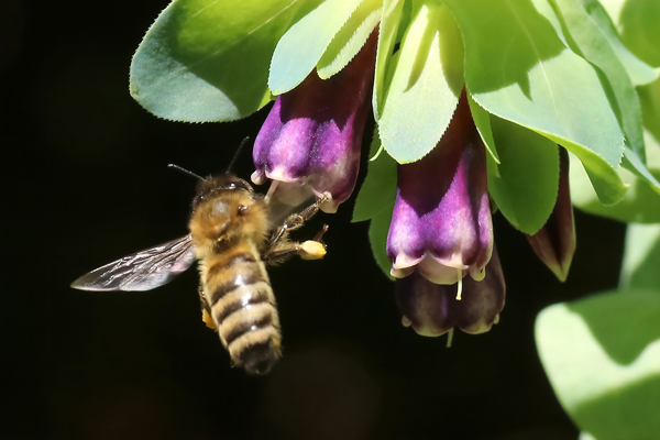 Hovering at flower: When a honey bee hovers at a flower, she is nearly vertical. Some bees can hover in the horizontal position, much like a hover fly.